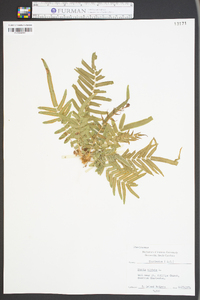 Pteris vittata image