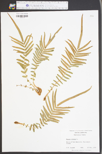 Pteris vittata image