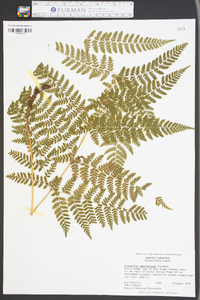 Dryopteris campyloptera image