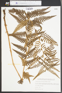 Dryopteris ludoviciana image