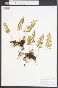 Polypodium polypodioides image