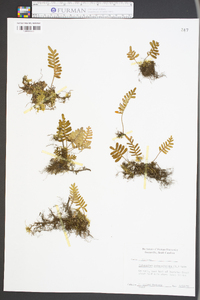 Polypodium polypodioides image