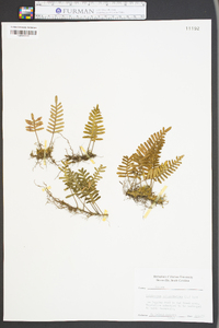 Polypodium polypodioides image