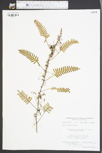 Polypodium polypodioides image