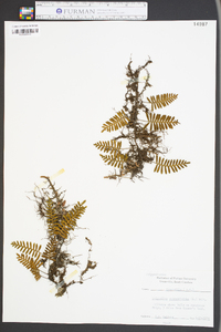 Polypodium polypodioides image