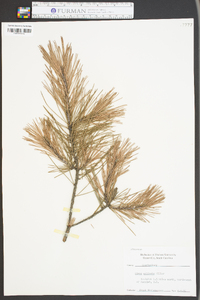 Pinus echinata image