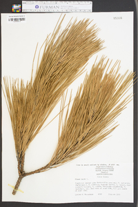 Pinus taeda image