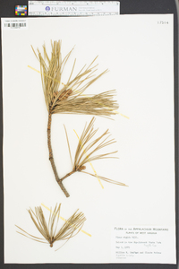 Pinus rigida image