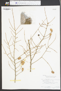 Tsuga canadensis image