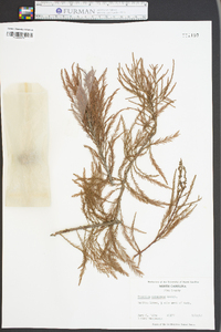 Taxodium ascendens image