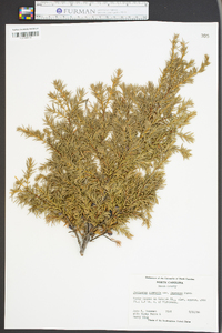 Juniperus communis var. depressa image