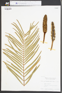 Zamia pumila image