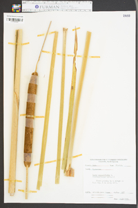 Typha angustifolia image