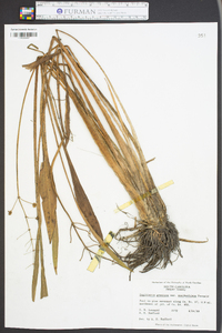 Sagittaria graminea var. weatherbiana image