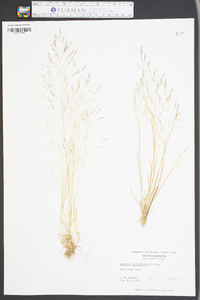 Agrostis elliotiana image