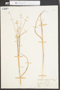 Andropogon ternarius image