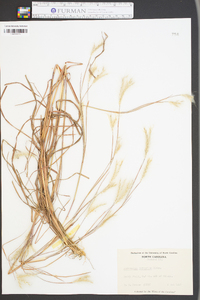 Andropogon ternarius image