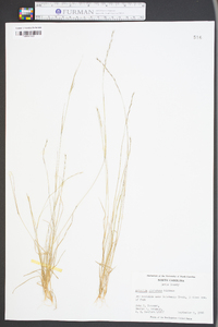 Aristida dichotoma image