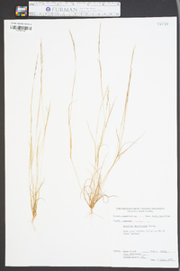 Aristida dichotoma image