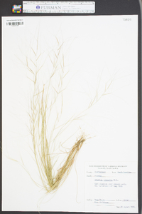 Aristida oligantha image