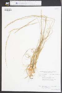 Aristida purpurascens image