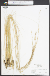 Aristida stricta image