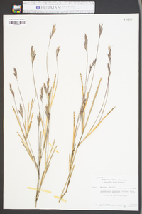 Arundinaria gigantea image