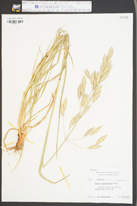 Bromus catharticus image