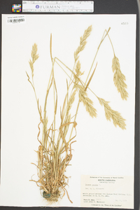 Bromus hordeaceus subsp. hordeaceus image