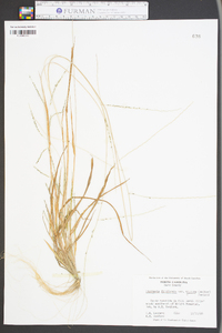 Digitaria filiformis image