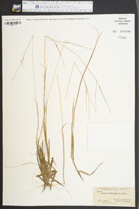 Digitaria filiformis image