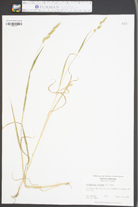 Echinochloa colona image