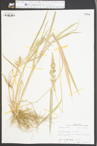 Echinochloa colona image