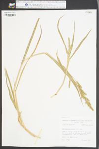 Echinochloa colona image