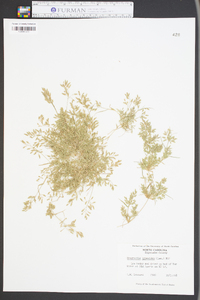 Eragrostis hypnoides image