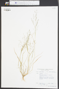 Eragrostis pilosa image