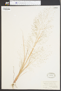 Eragrostis capillaris image