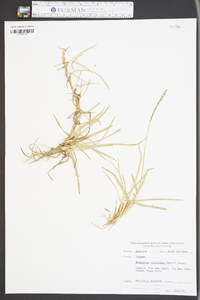 Eremochloa ophiuroides image