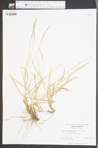 Eremochloa ophiuroides image