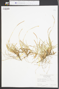 Eremochloa ophiuroides image