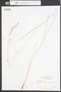 Festuca obtusa image