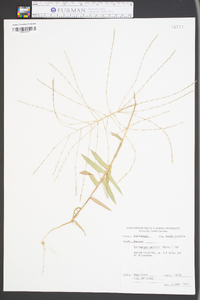 Gymnopogon ambiguus image