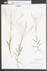 Gymnopogon brevifolius image