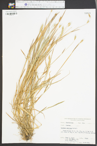 Hordeum pusillum image