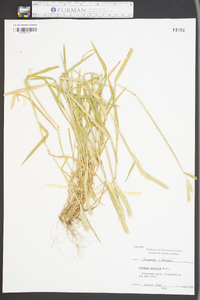 Hordeum pusillum image