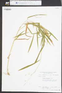 Leersia virginica image