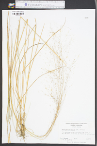 Muhlenbergia expansa image