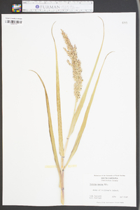 Panicum amarum image