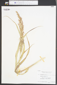 Panicum amarum image