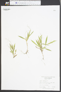 Panicum ciliatum image